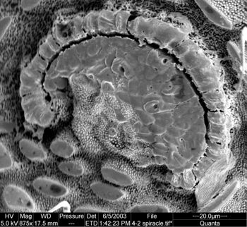 Media type: image;   Invertebrate Zoology 134641